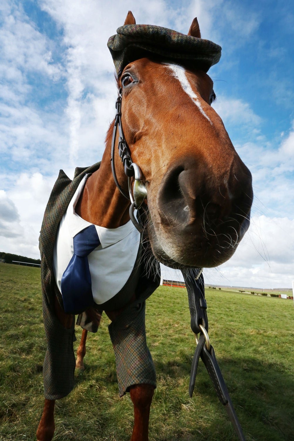 Конь в пальто