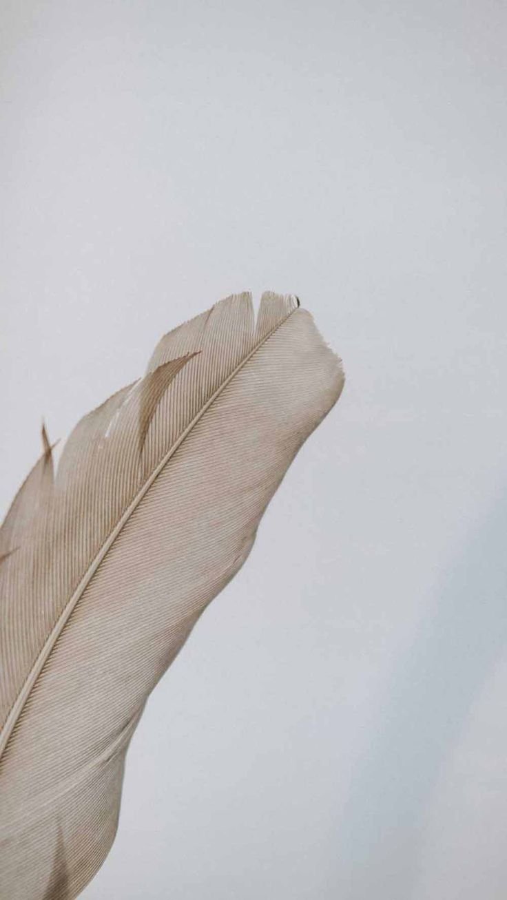 Перо на бежевом фоне