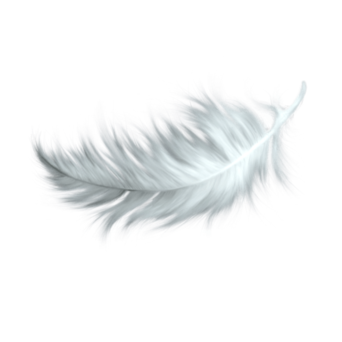 Перышко на прозрачном фоне