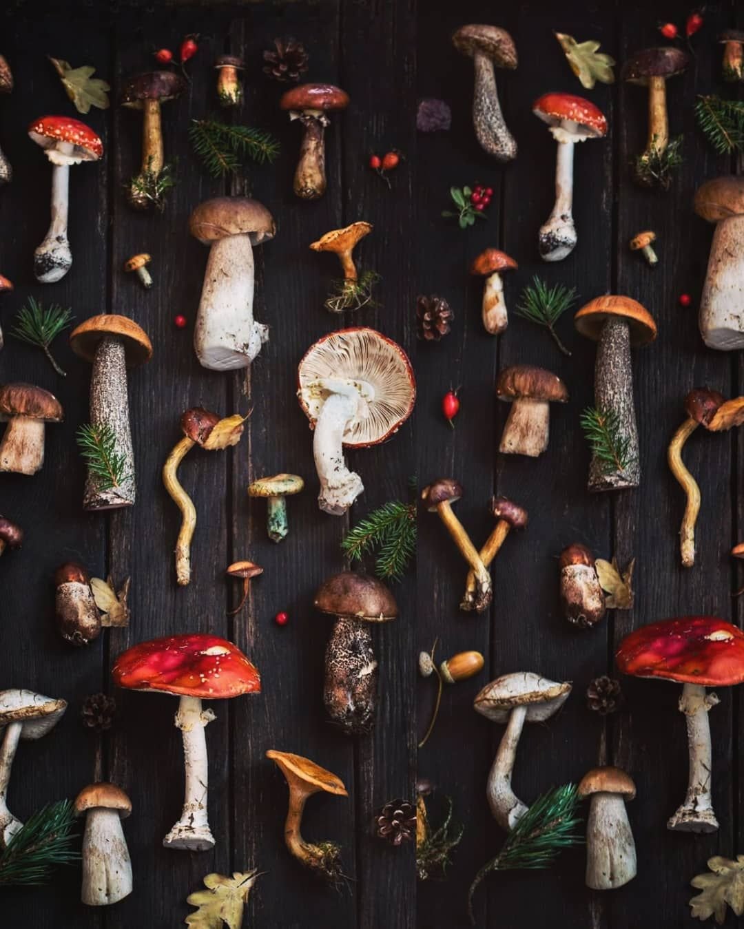 Goblincore aesthetic грибы