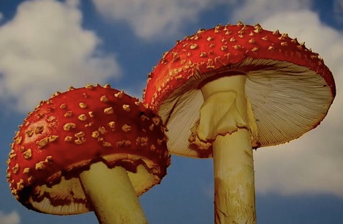 Грибы из полимерной глины