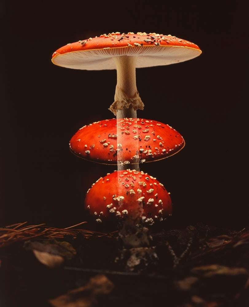 Рисунки для срисовки мухомор