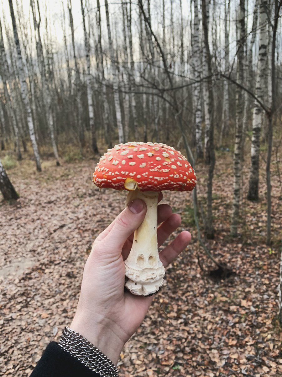 Плесневые грибы мухомор