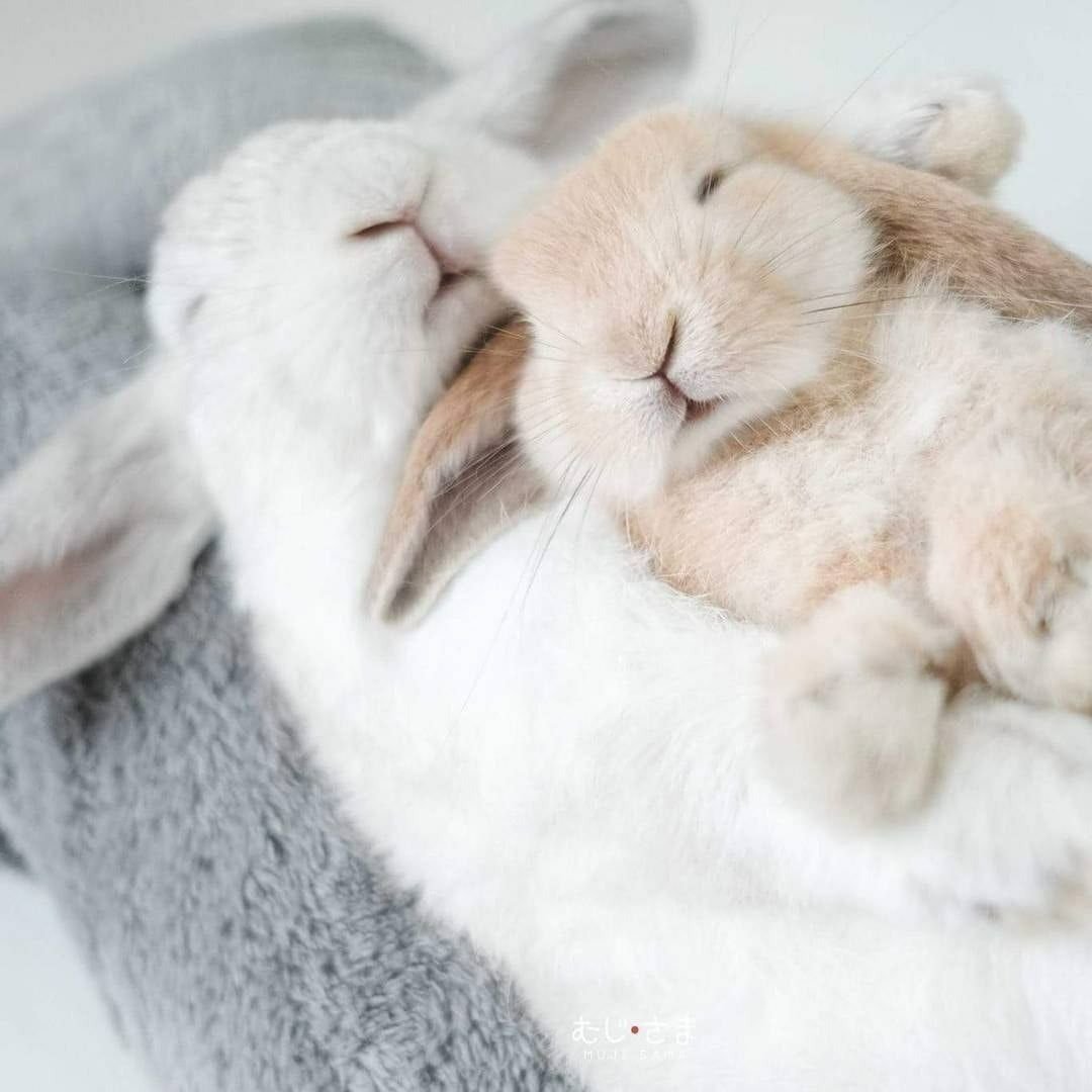 Аниме Магистр дьявольского культа кролики