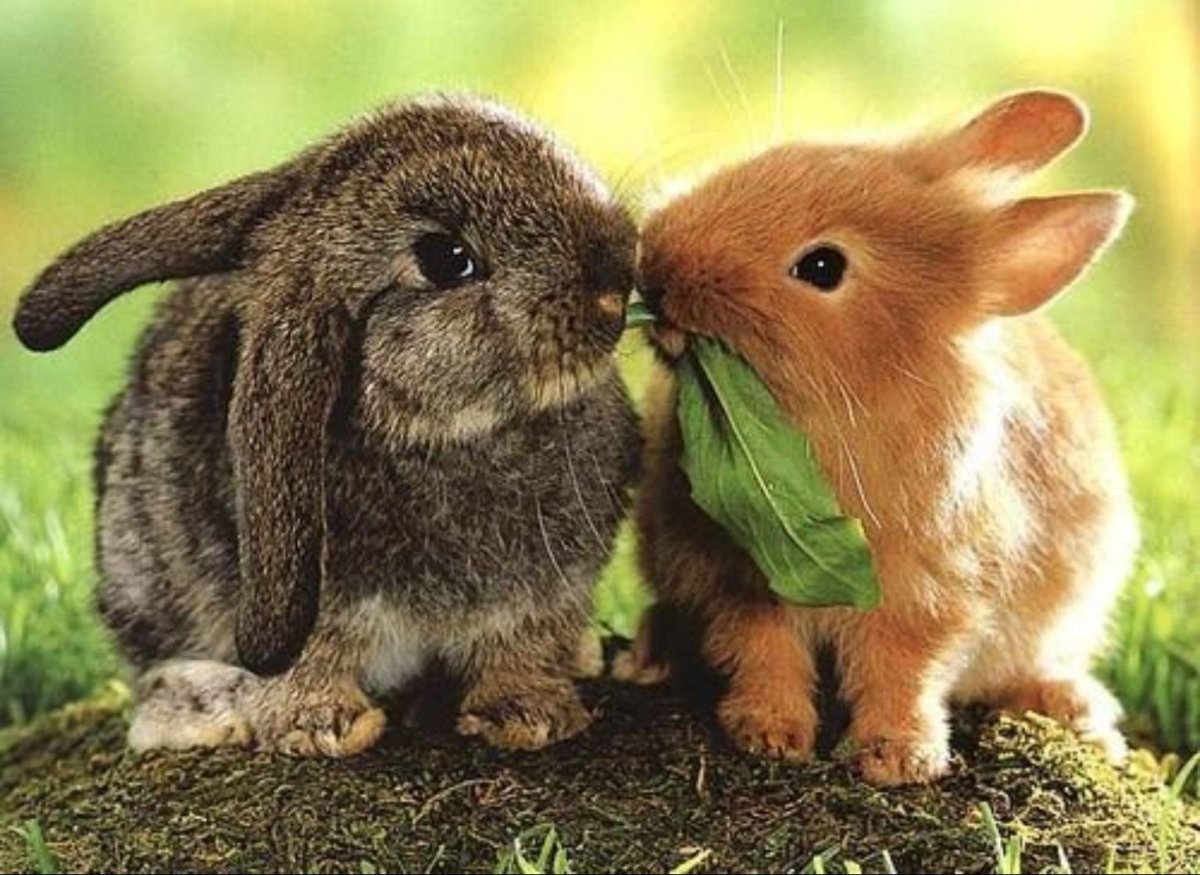 Влюбленный зайчик