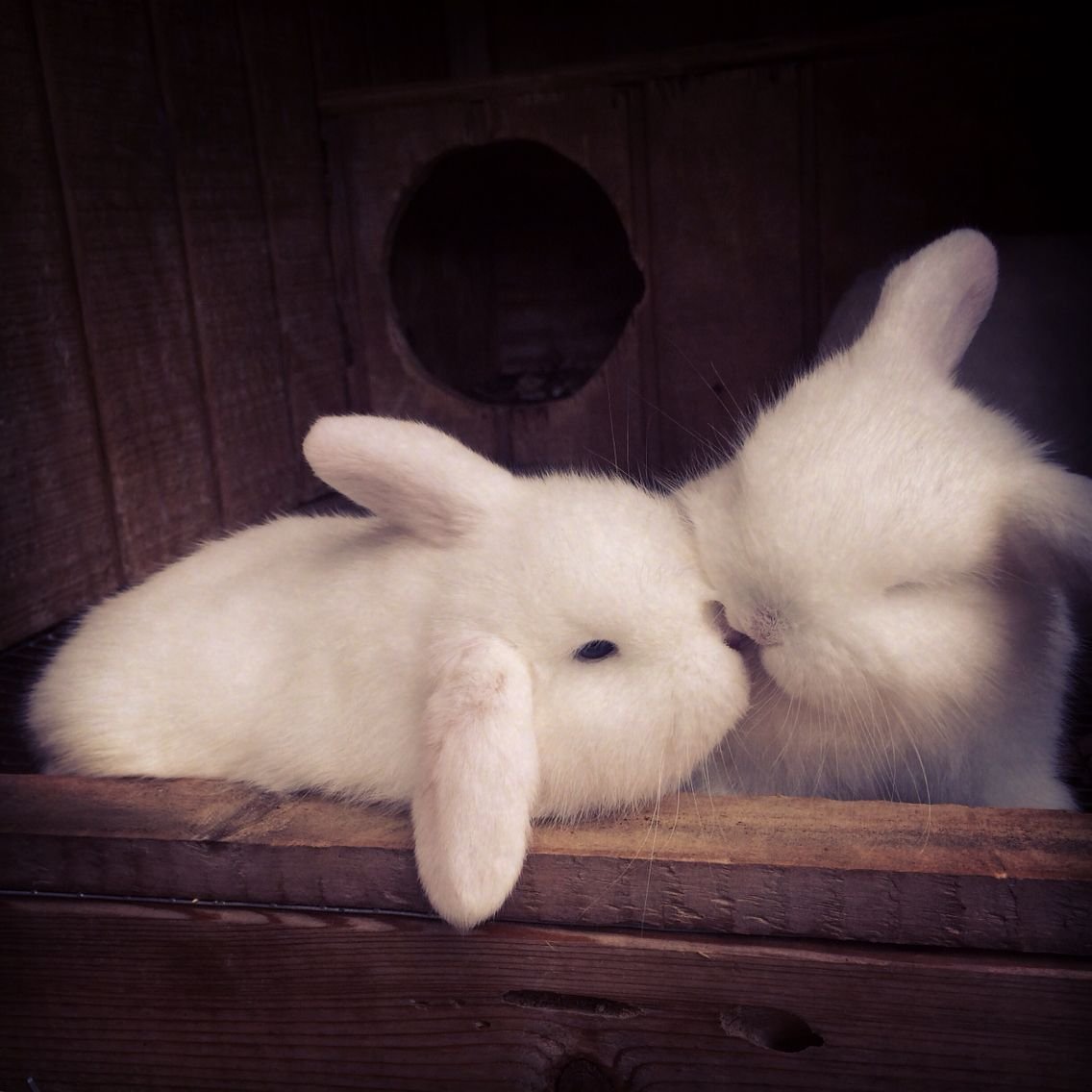 Два кролика
