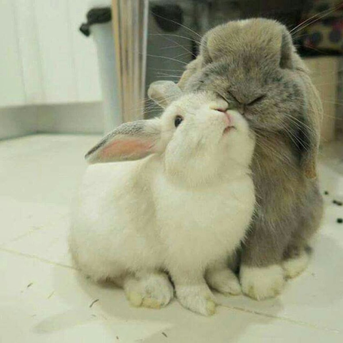 Спящий кролик