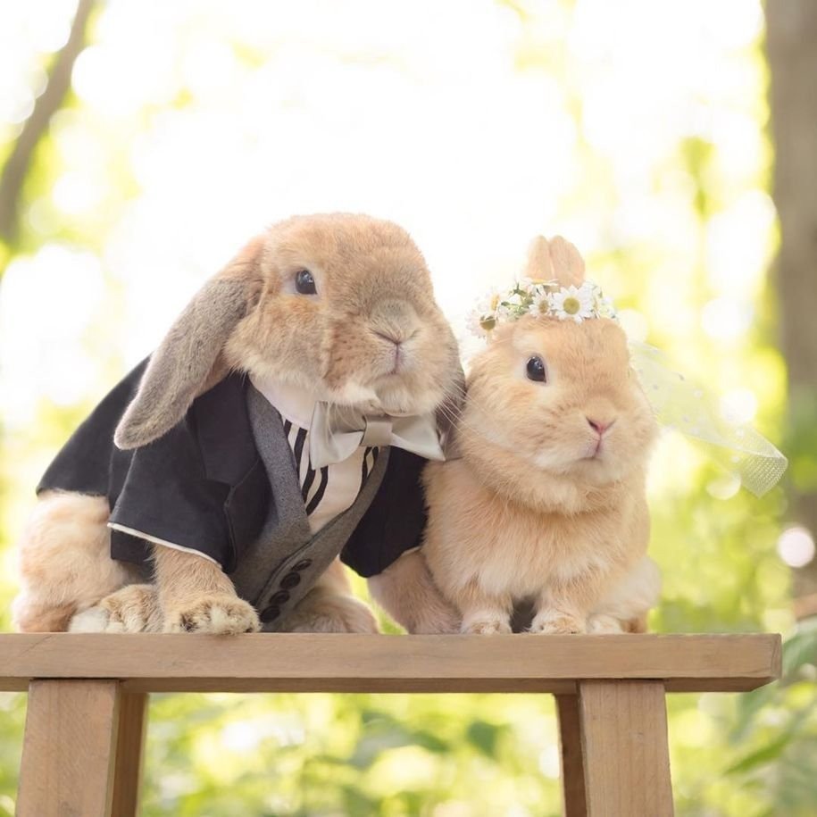 Влюбленные зайчики