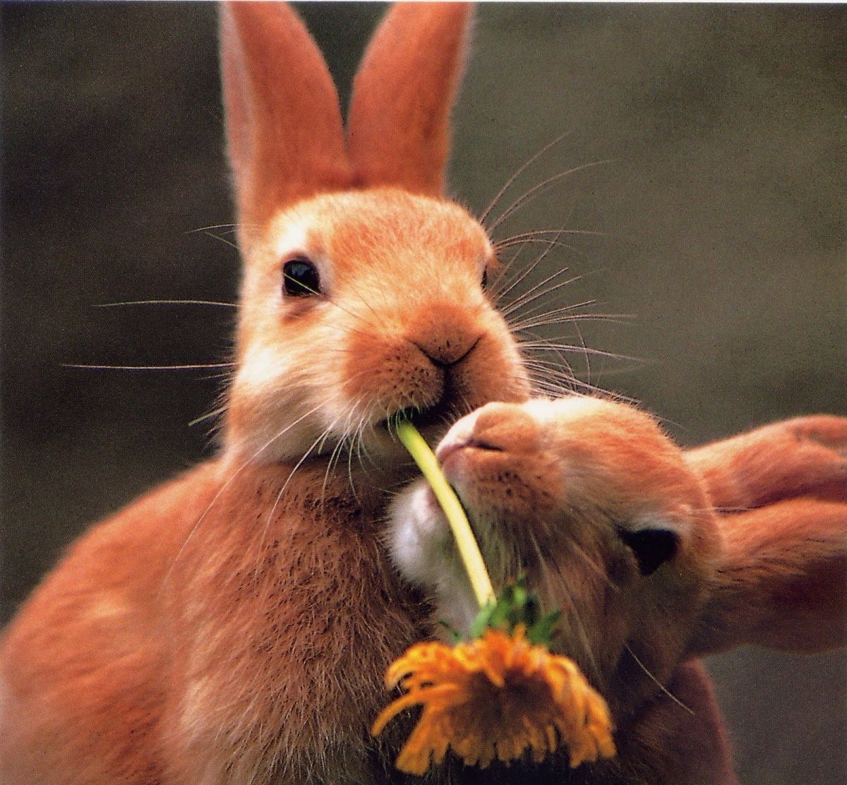 Два кролика