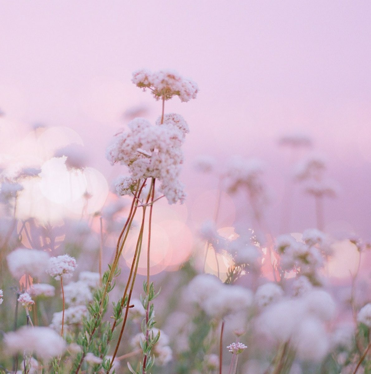 Мрачное поле в тумане