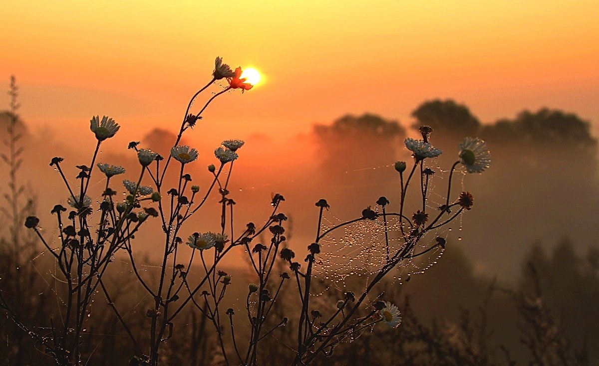 Лошадь в тумане
