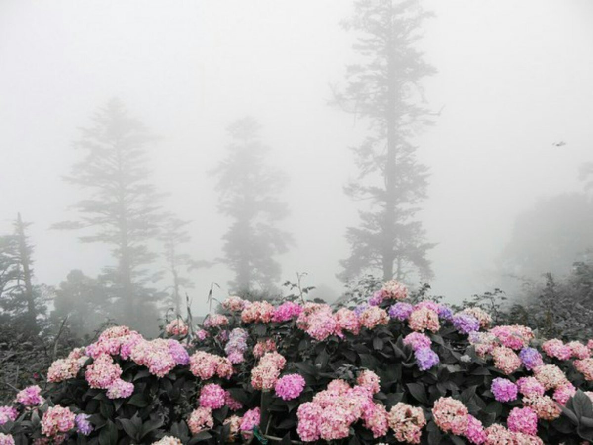 Лаванда Lavender aesthetic