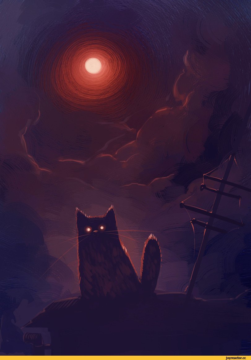 Кот ночью