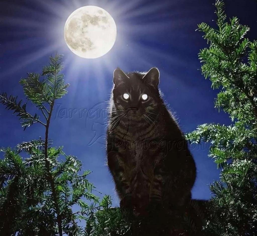 Черная кошка ночью