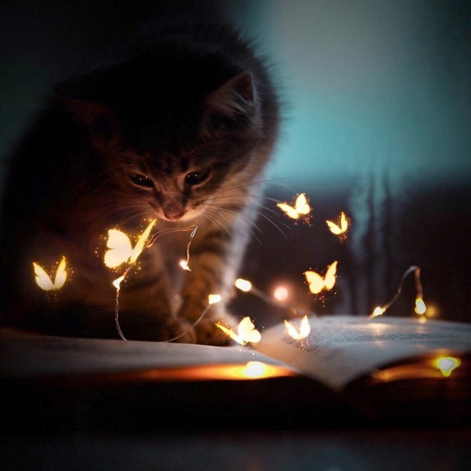 Свечи котики