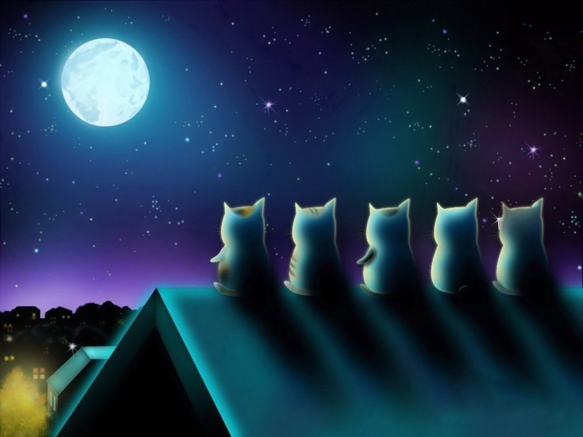 Ночные коты