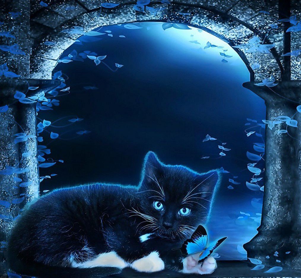 Ночная кошка