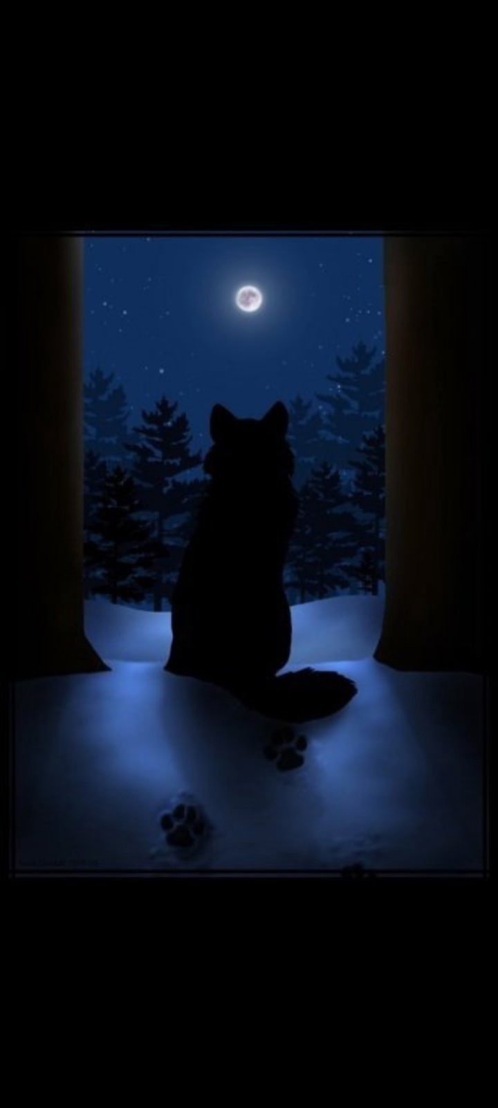 Черный кот ночью