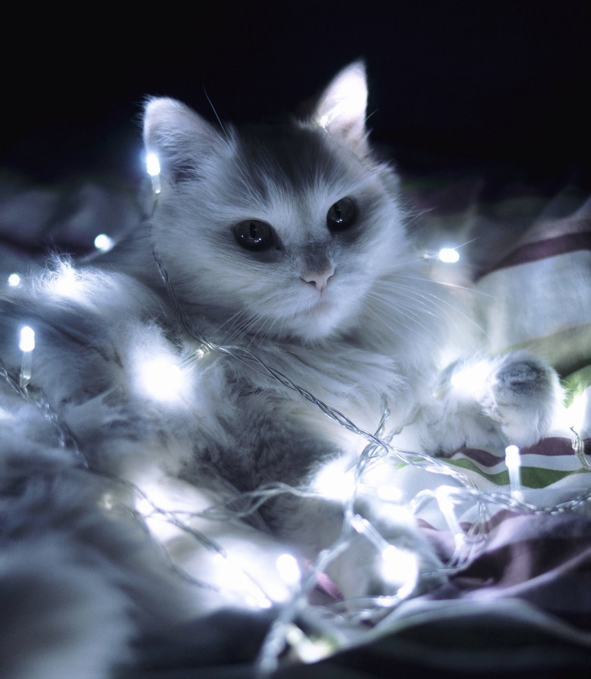 Котенок в гирлянде