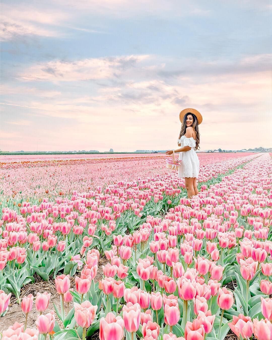 Цветочное поле розовое