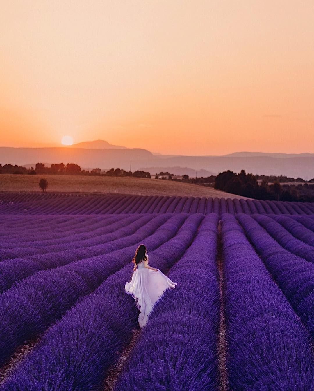 Лавандовое поле. Прованс