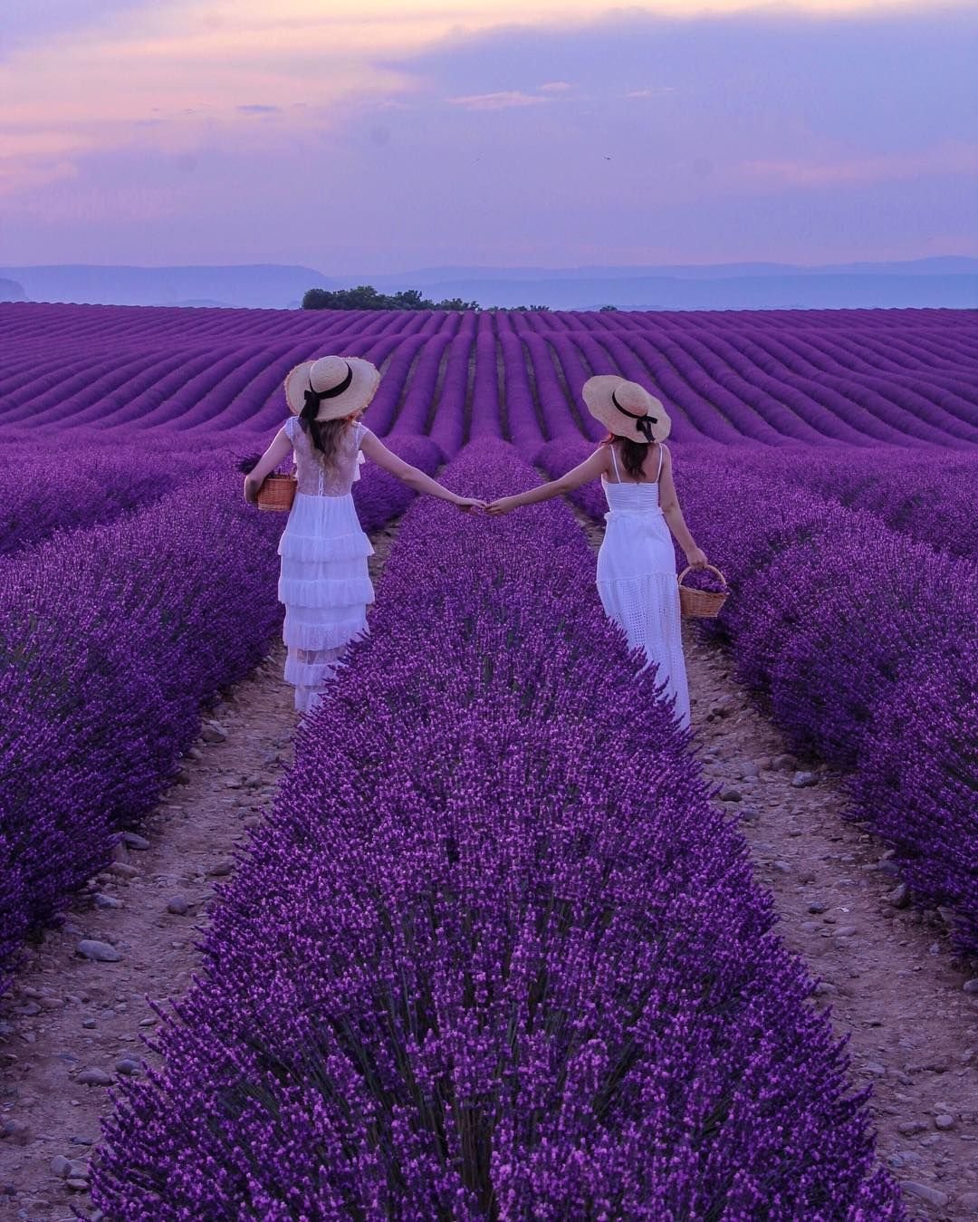 Лавандовые поля во Франции