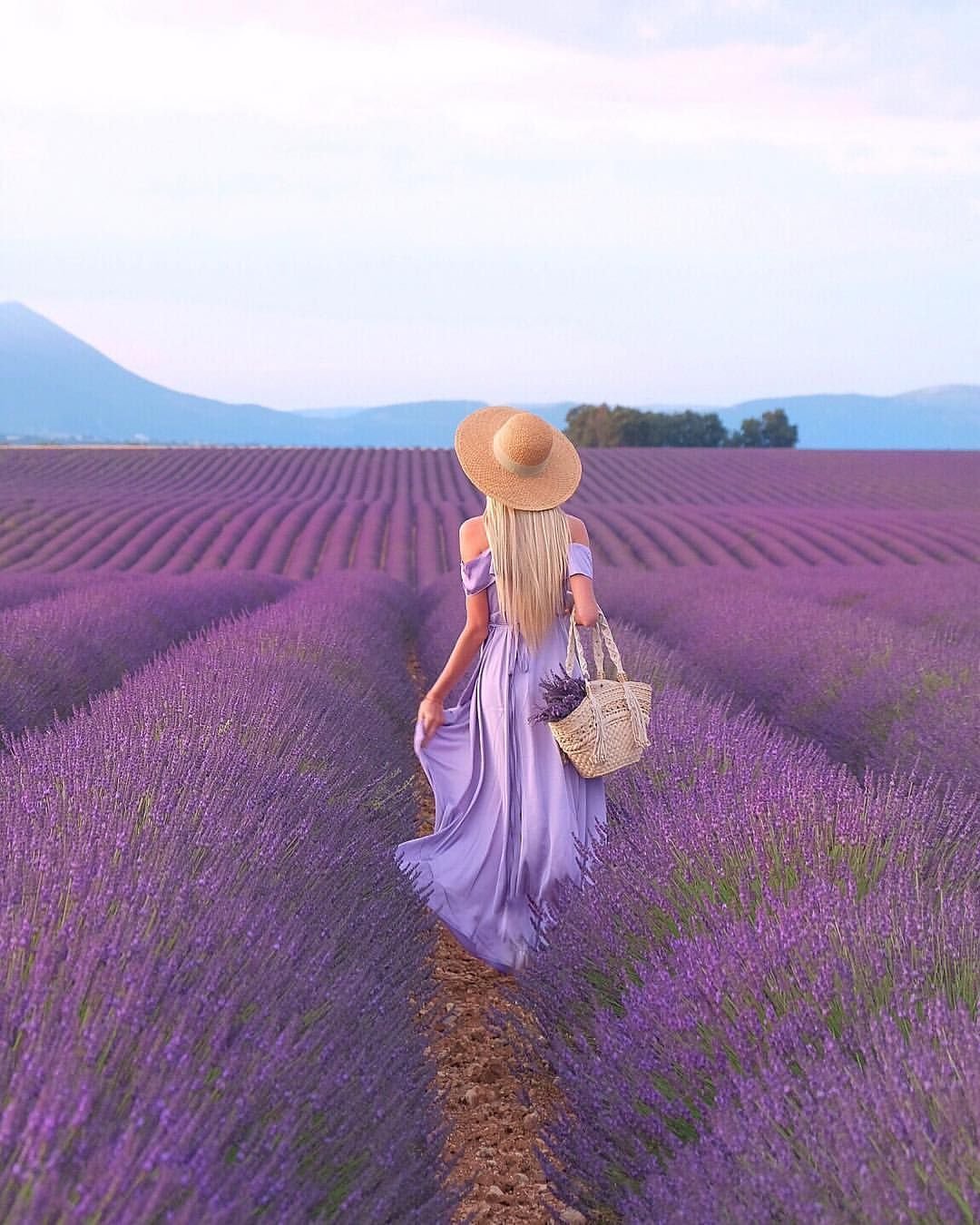 Лавандовый цвет