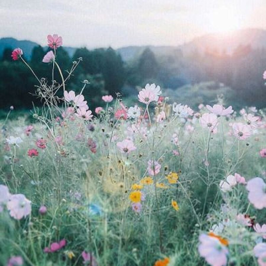 Летние цветы