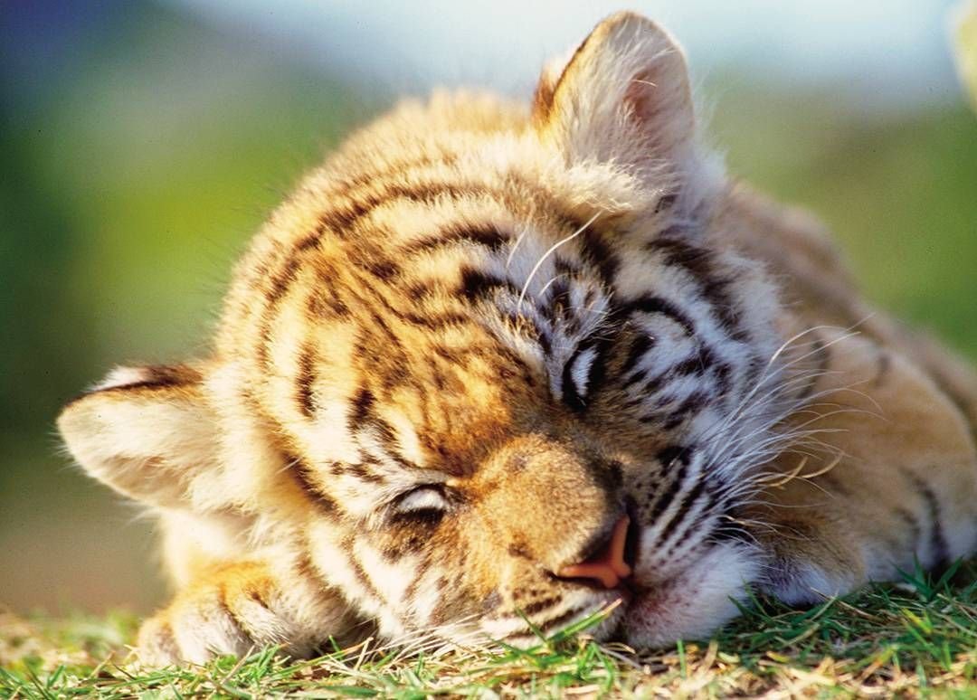 Тигренок спит