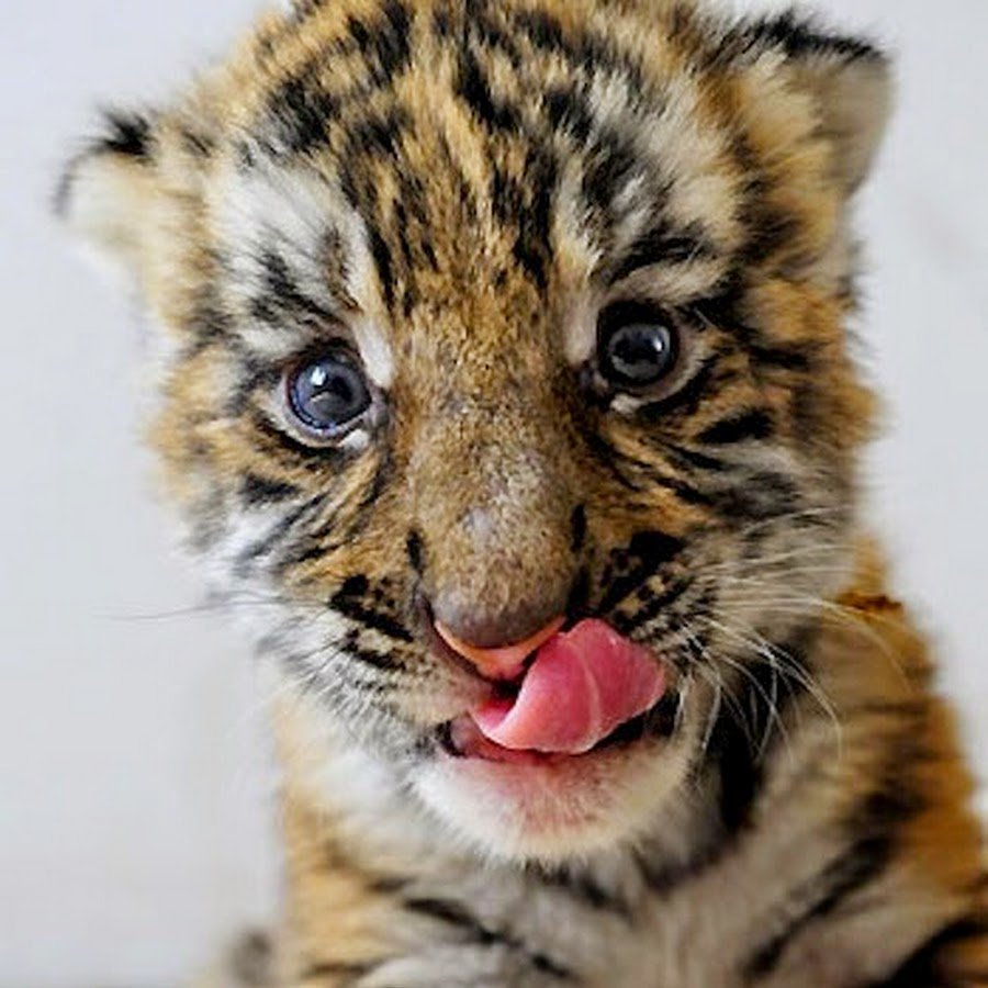 Няшный Тигренок