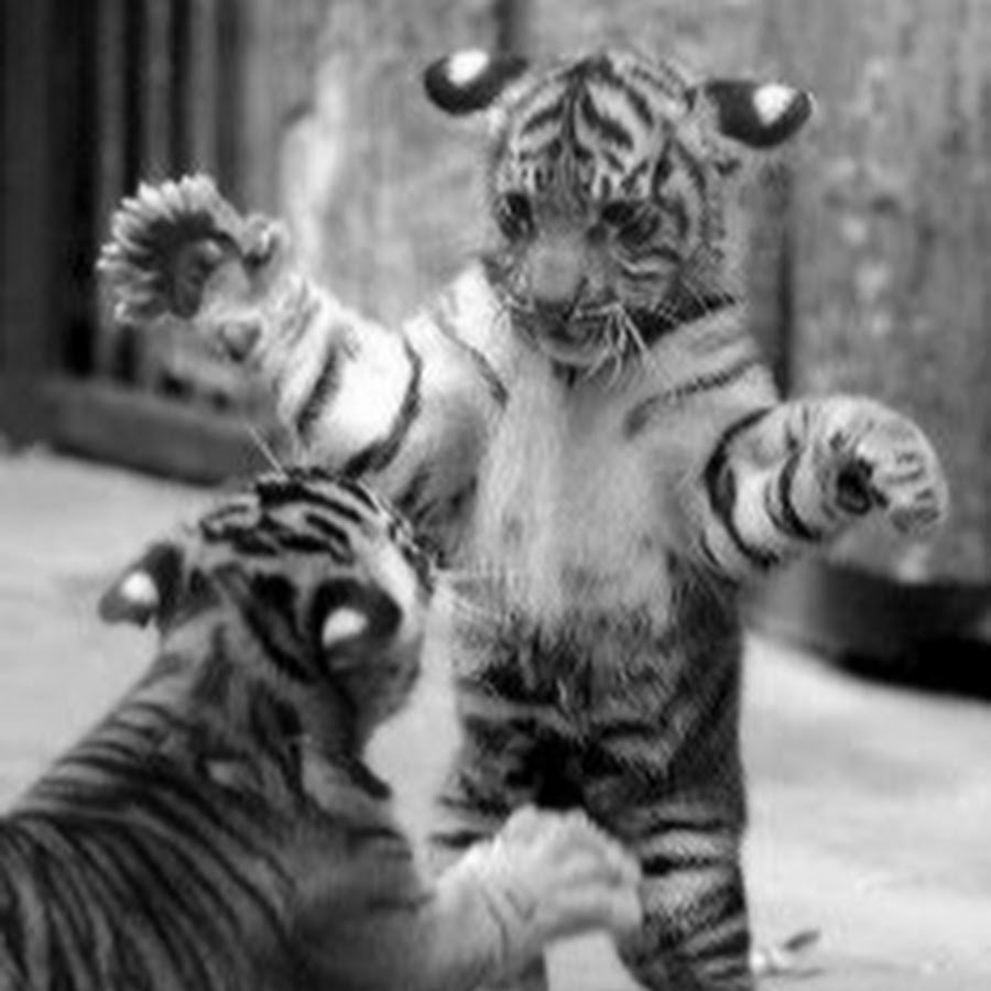 Маленький Тигренок