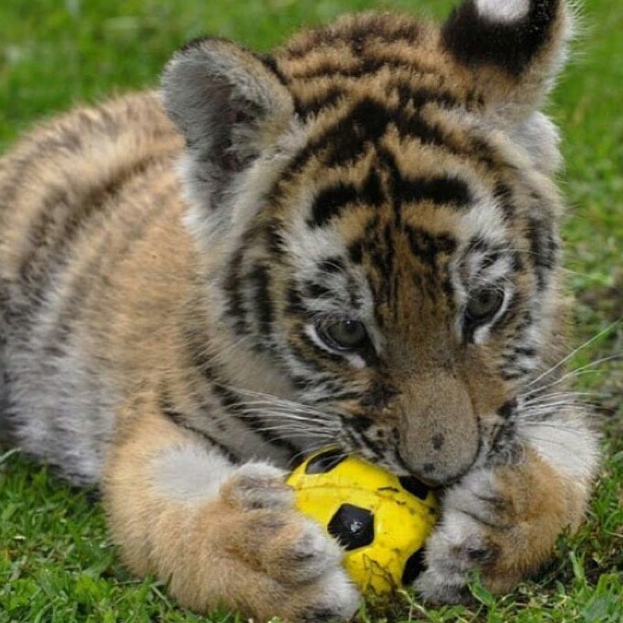 Тигренок с мячом