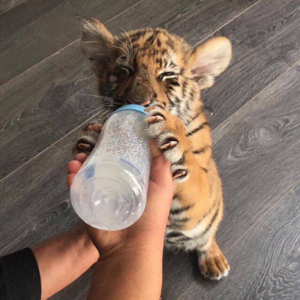 Тигренок Эстетика