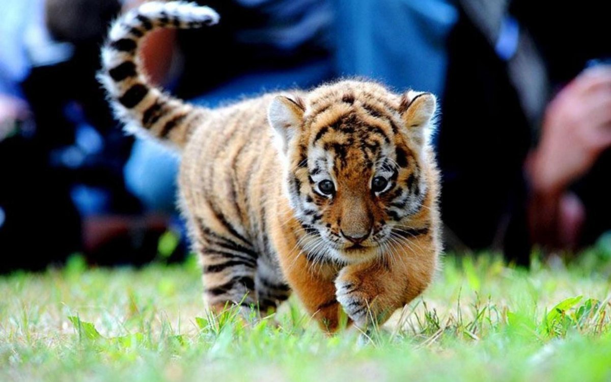 Маленький тигр
