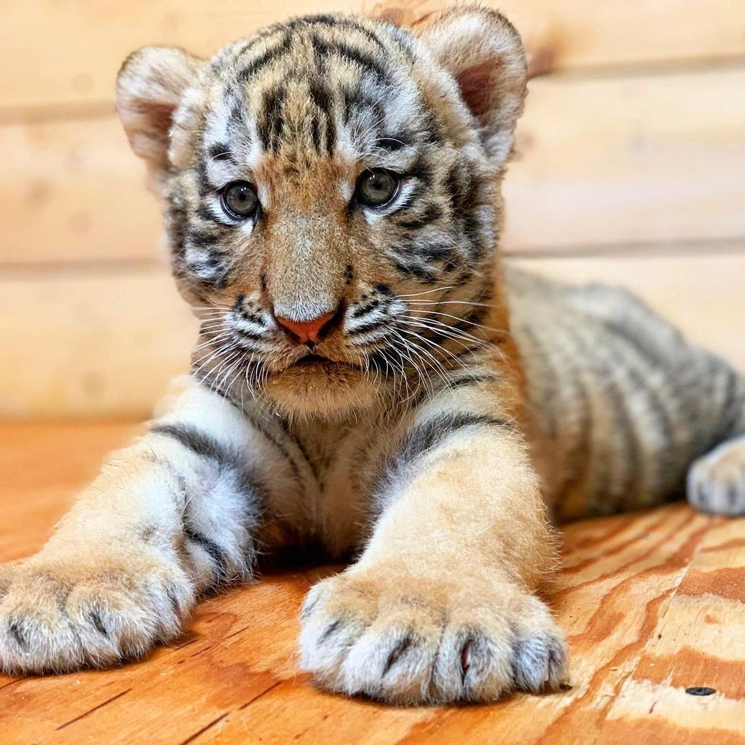 Имена для тигрят