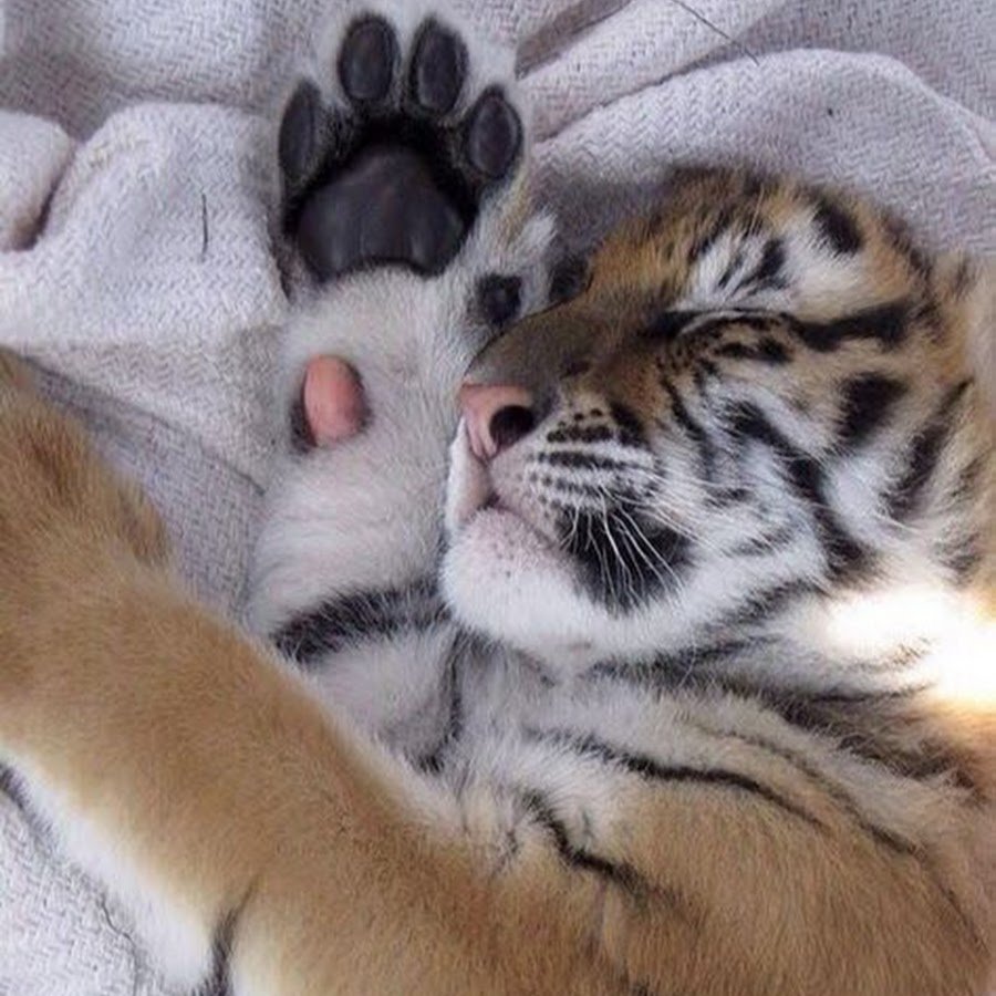 Спокойной ночи тигр