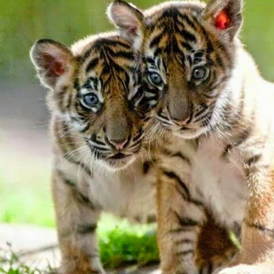 Детеныш Уссурийского тигра