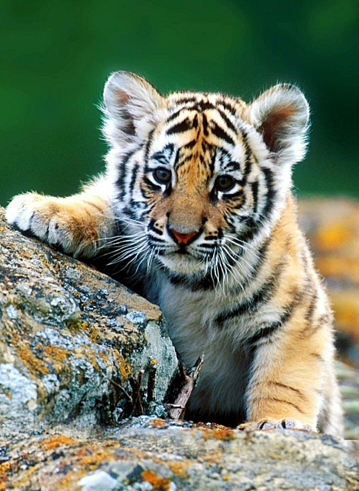 Красивый тигр