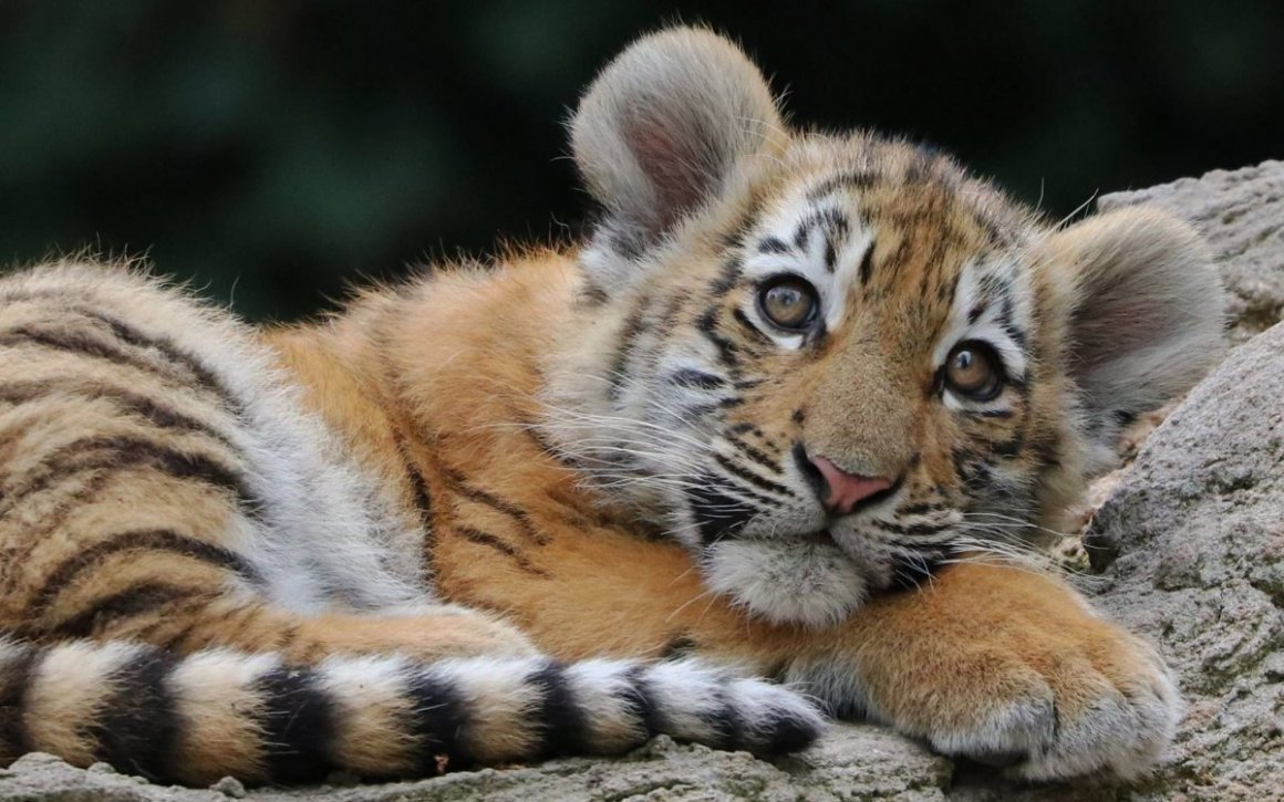 Амурский тигр маленький