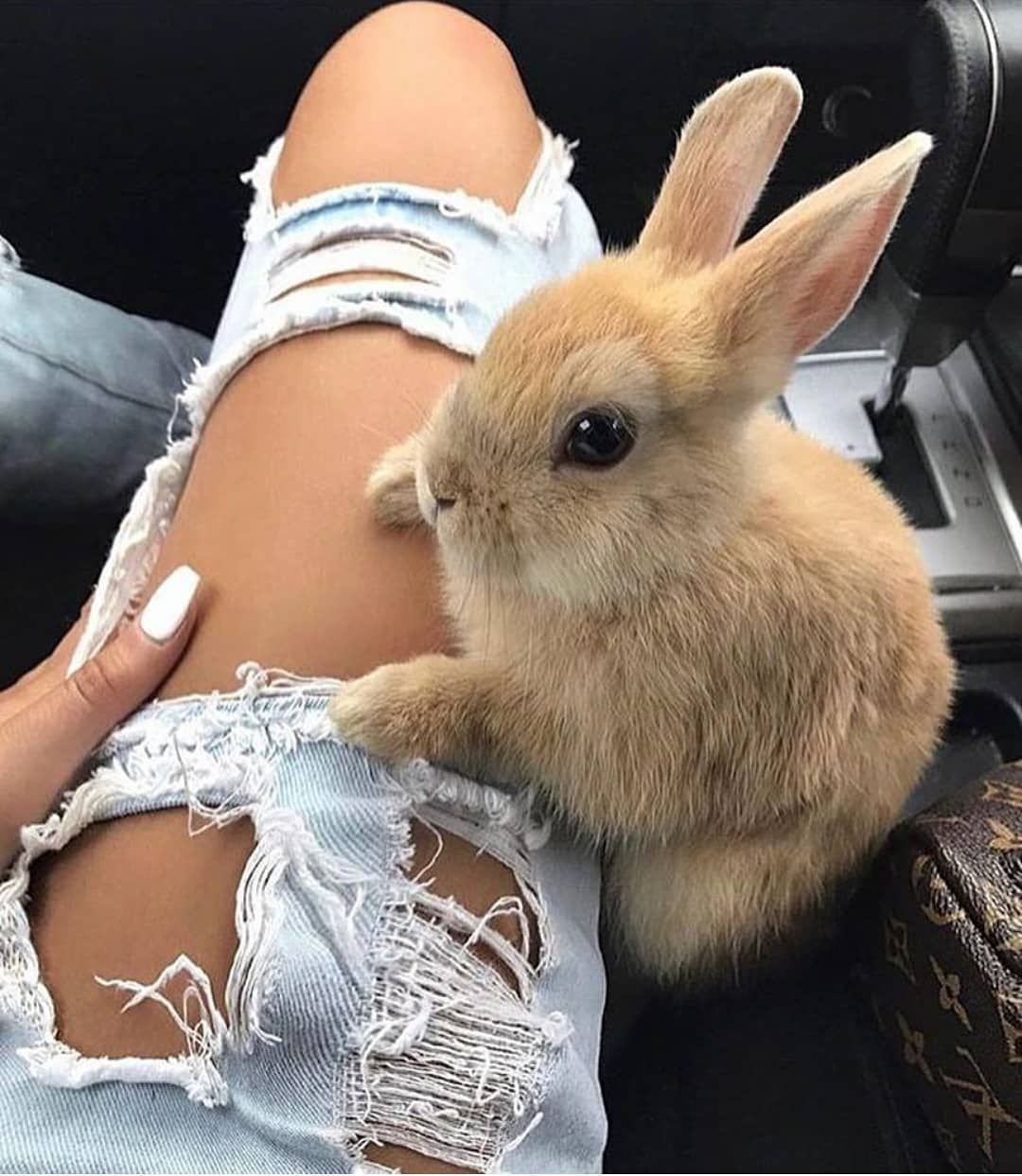 Злой кролик