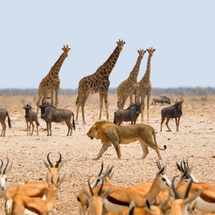 Национальный парк Этоша