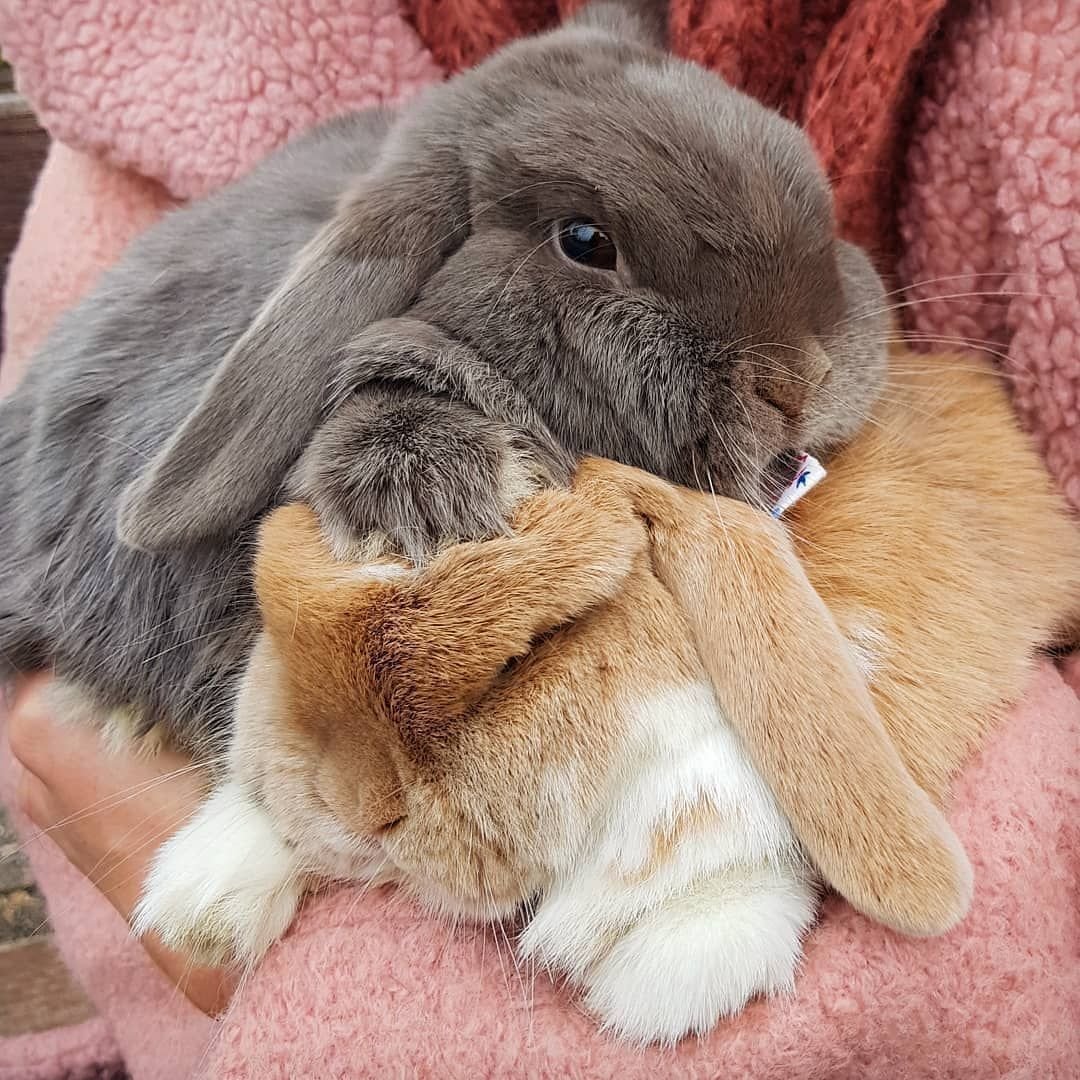 Заяц в руках