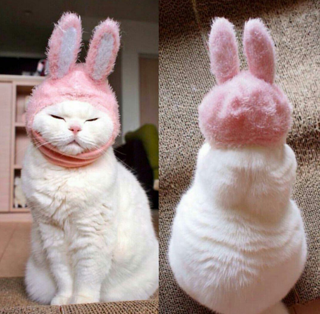 Ангорский вислоухий кролик