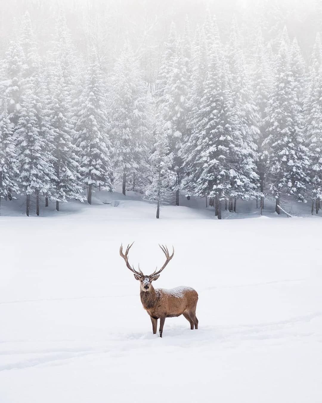 Новогодний олень в лесу