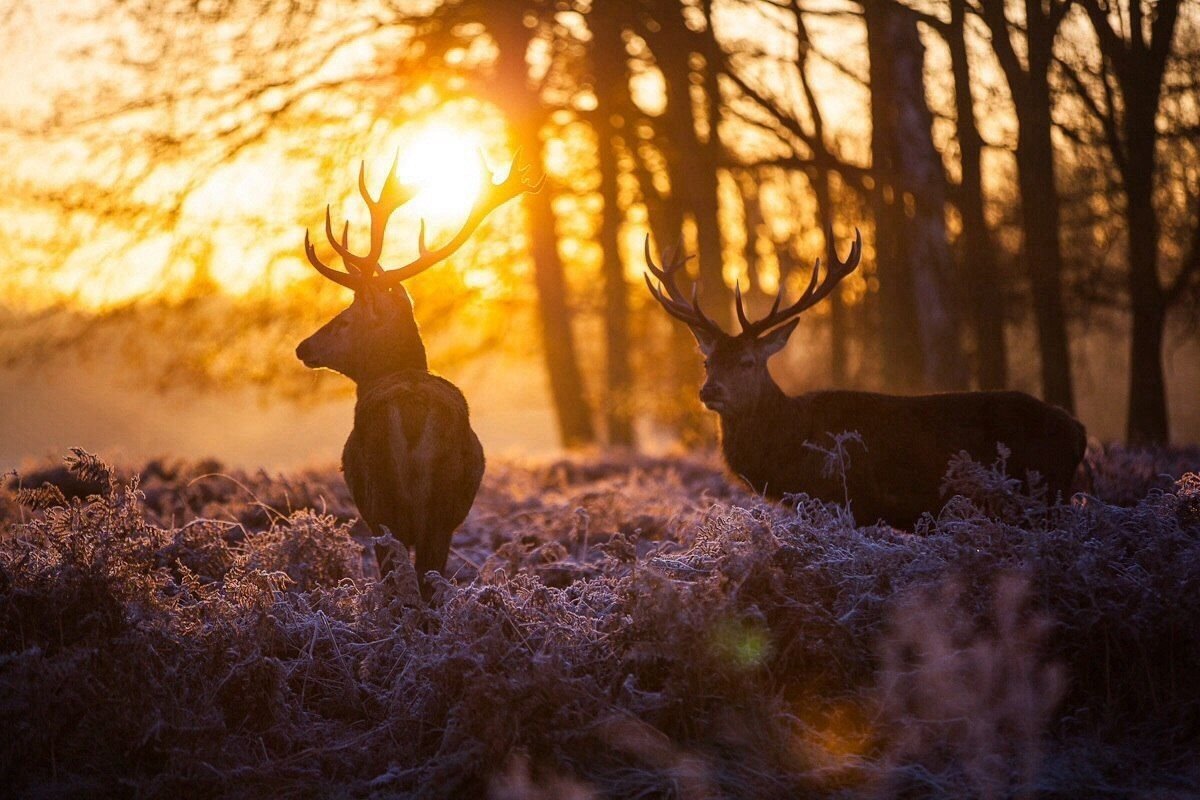 Олень на фоне солнца