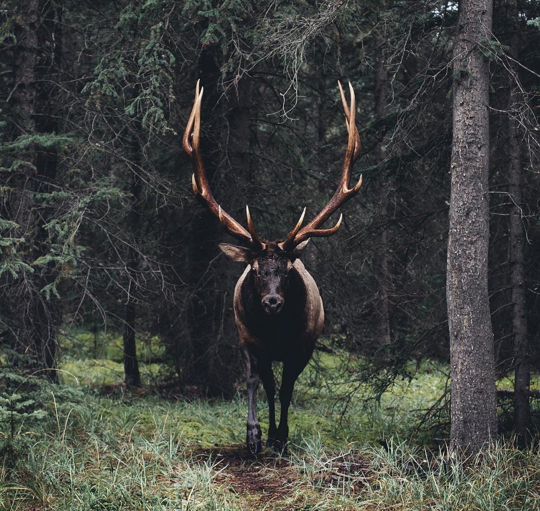 Олень в лесу