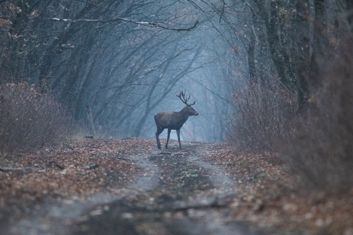 Олень в лесу