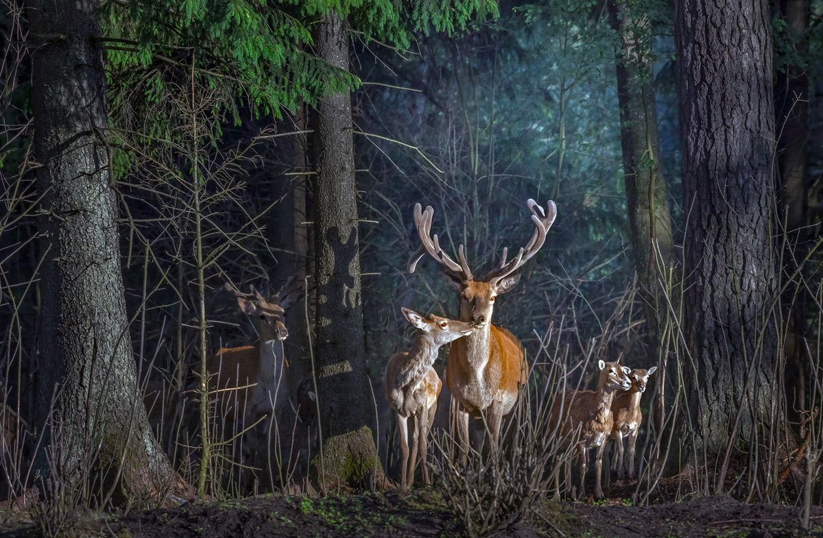 Мрачный лес