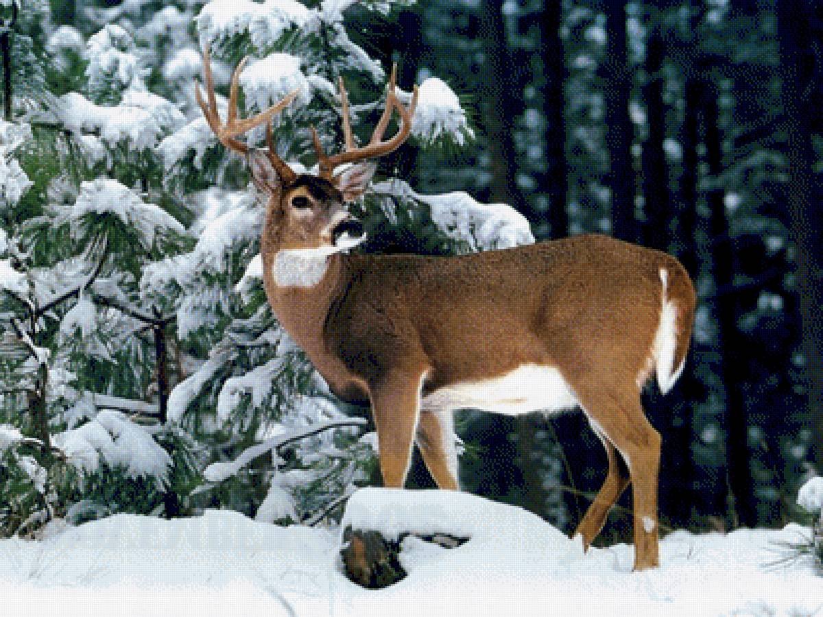 Персис Клейтон зима