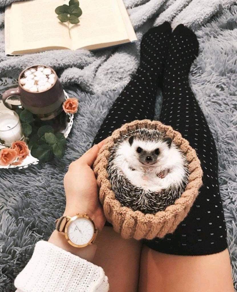 Девушка Ежик